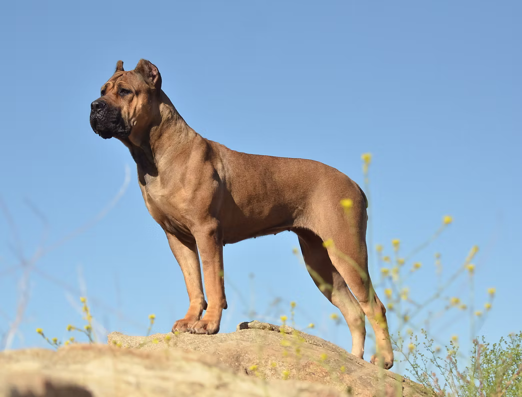 DiCalabrese Cane Corso gallery